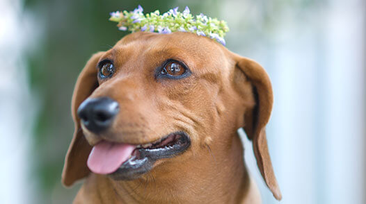 Flower Crowns Rule