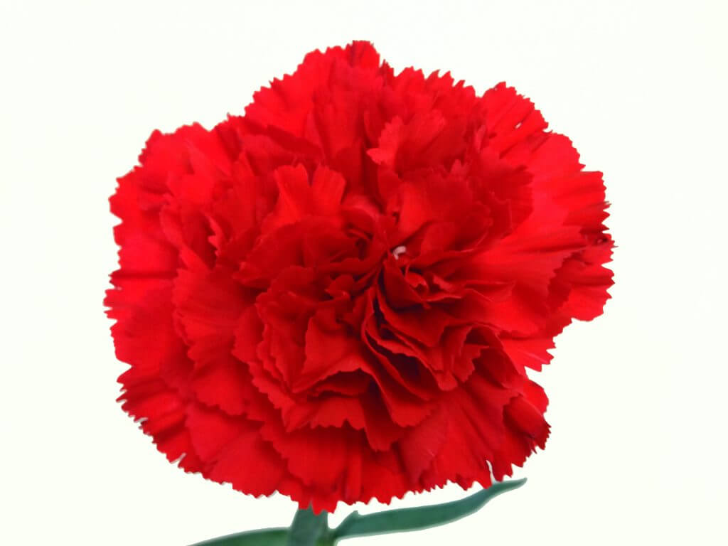 Red carnation