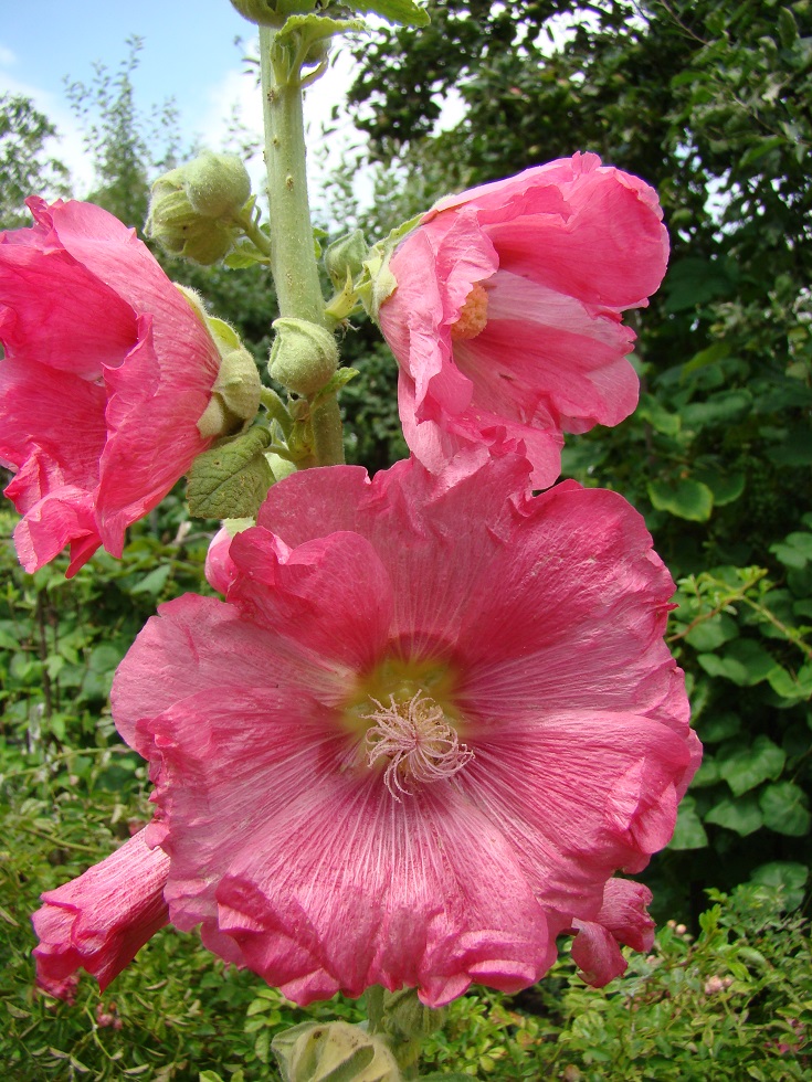 Hollyhocks