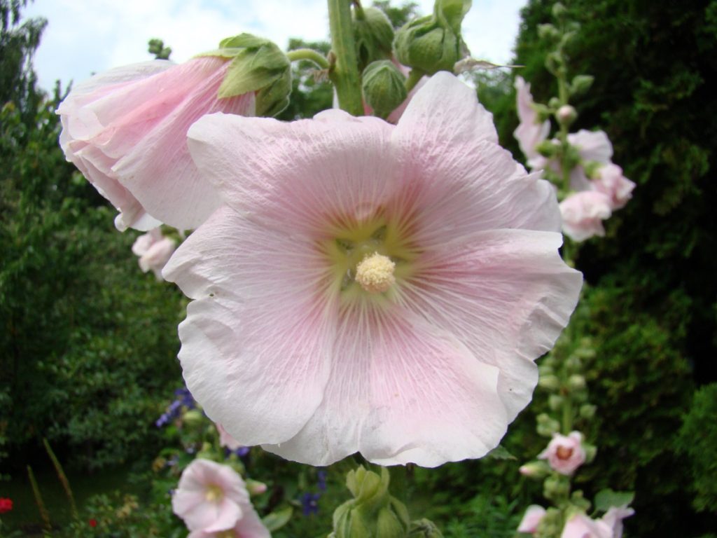 Hollyhocks