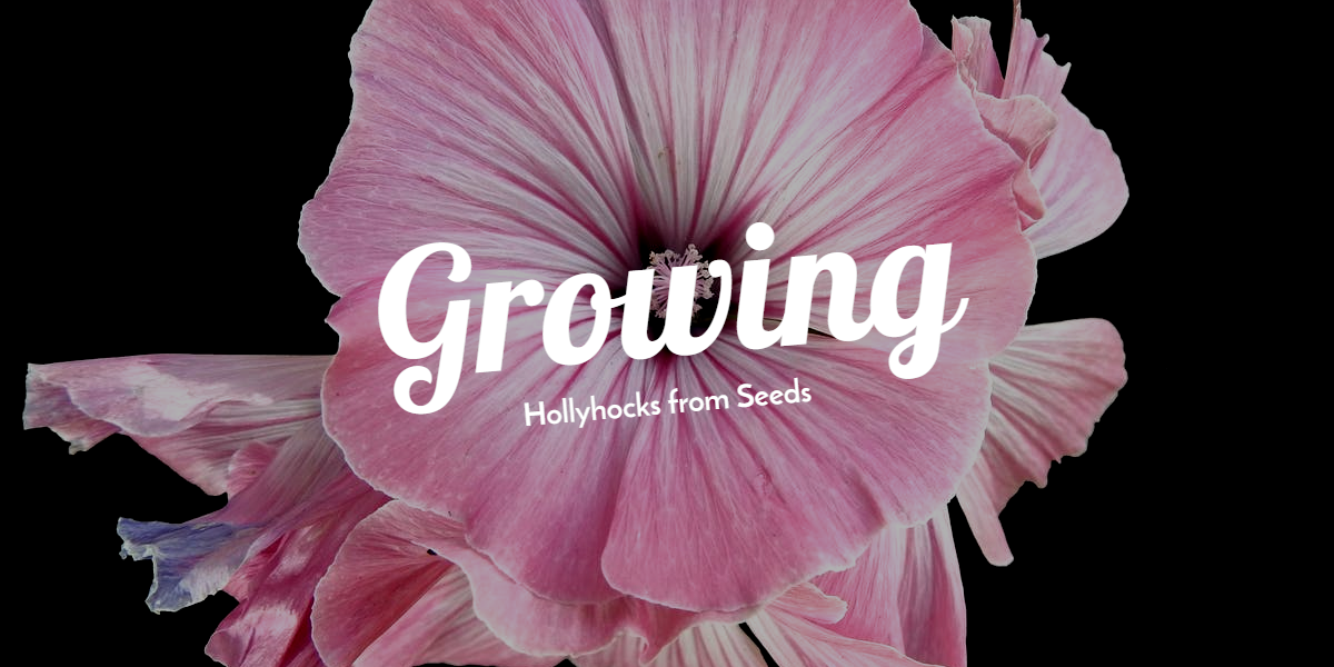 growing-hollyhocks.png