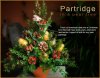 partridge-in-a-pear-tree.jpg partridge-in-a-pear-tree.jpg