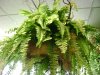 pond-fern1.jpg