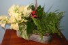 FC-liveplants.jpg FC-liveplants.jpg