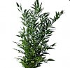 italian-ruscus0517.jpg