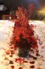 Red Flower Table Centerpiece by Belvedere Flowers 9.jpg