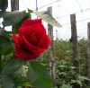 Ecuadorian rose.jpg