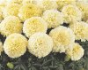 marigold_sweetcream_1.jpg