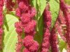 love lies bleeding.jpg