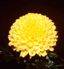 chrybloom1.gif