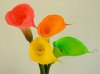 CALLA%20TINTED%20%28SUC%29[1].JPG