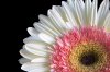 gerbera-1.jpg