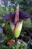 180px-Titan-arum1web.jpg