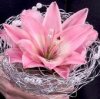 composite lily.jpg