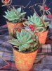 holiday succulent.jpg