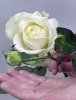 premium rose.jpg premium rose.jpg