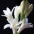 Tuberose