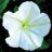 LaurenMoonFlower