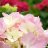 Exceptional Flowers