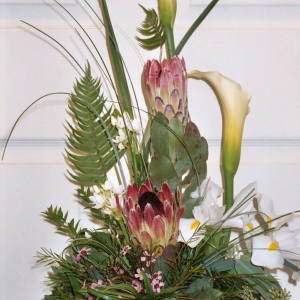 Contemporary Callas and Protea