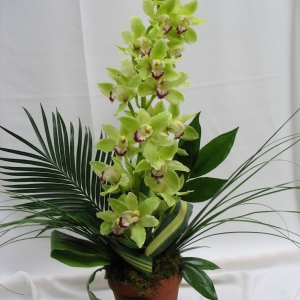 Potted green cymbidium