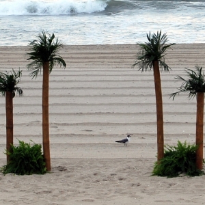 Tropical New Jersey "Palm Trees"