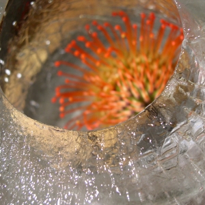 Protea in Ice vase