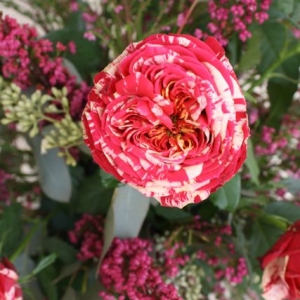 Ranuncula Rose by Eufloria!