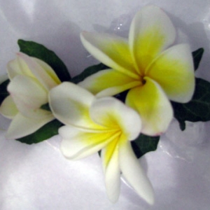 Frangipani Buttonhole