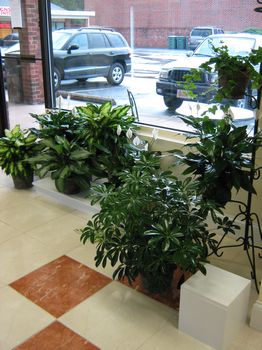 Plant area