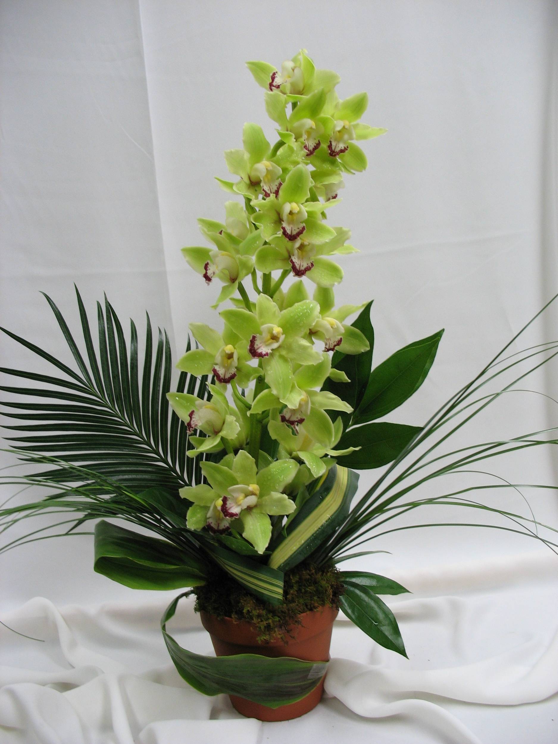 Potted green cymbidium