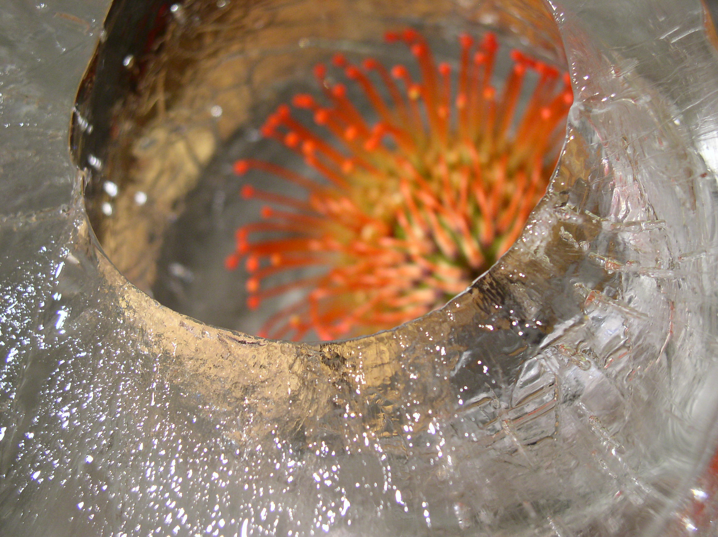 Protea in Ice vase